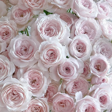 Princess Fairy kiss Rose