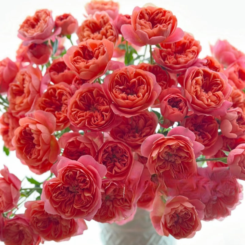 Living Coral Rose
