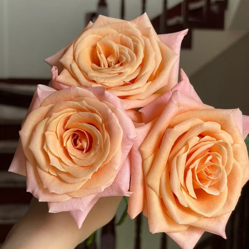Shimmer Rose