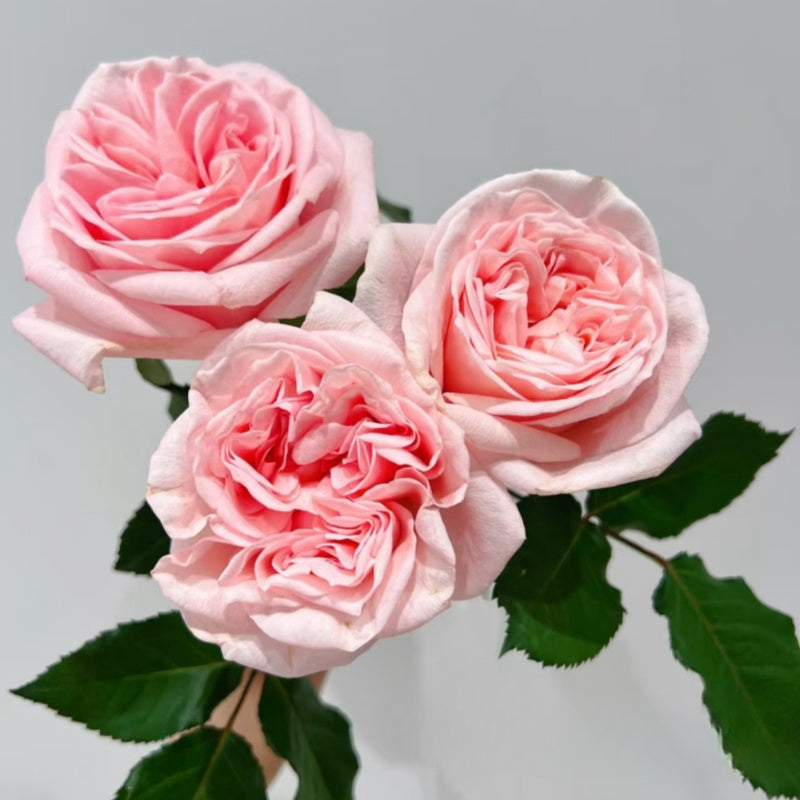 Premier D’amour Rose