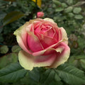 Pitahaya Rose