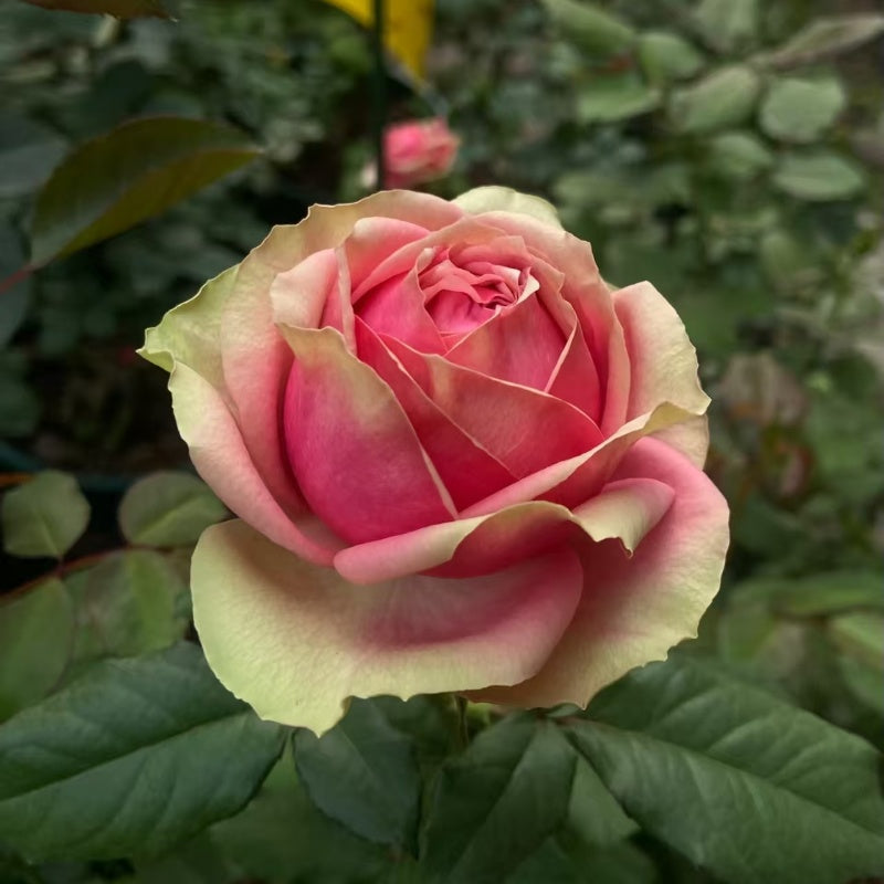 Pitahaya Rose