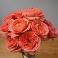 Candy X-Pression Rose