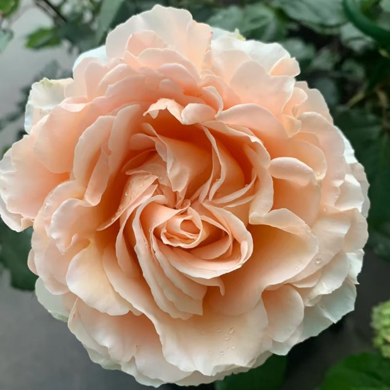 La Campanella Rose