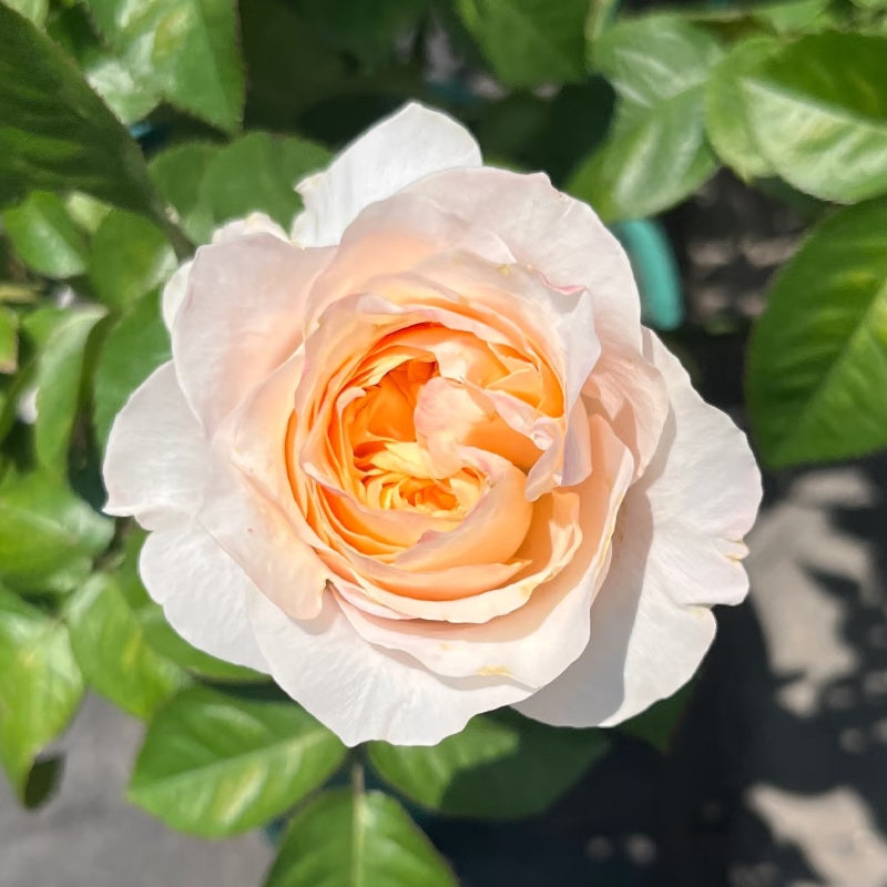 Victorian Peach Rose