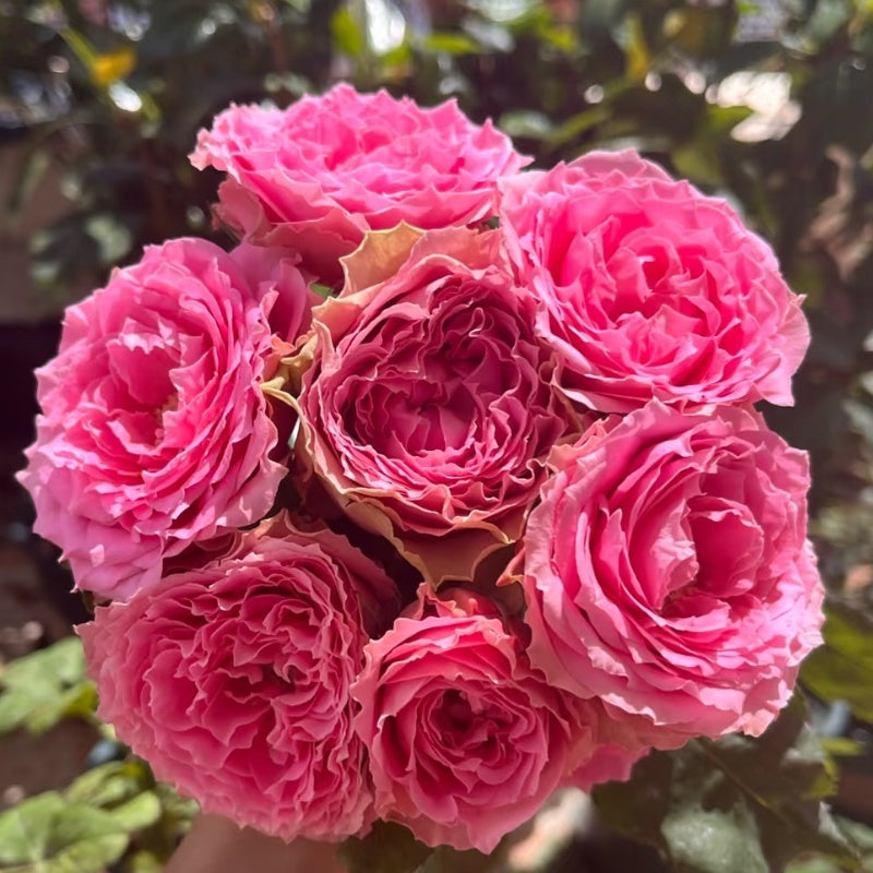 All Four Kiss Rose