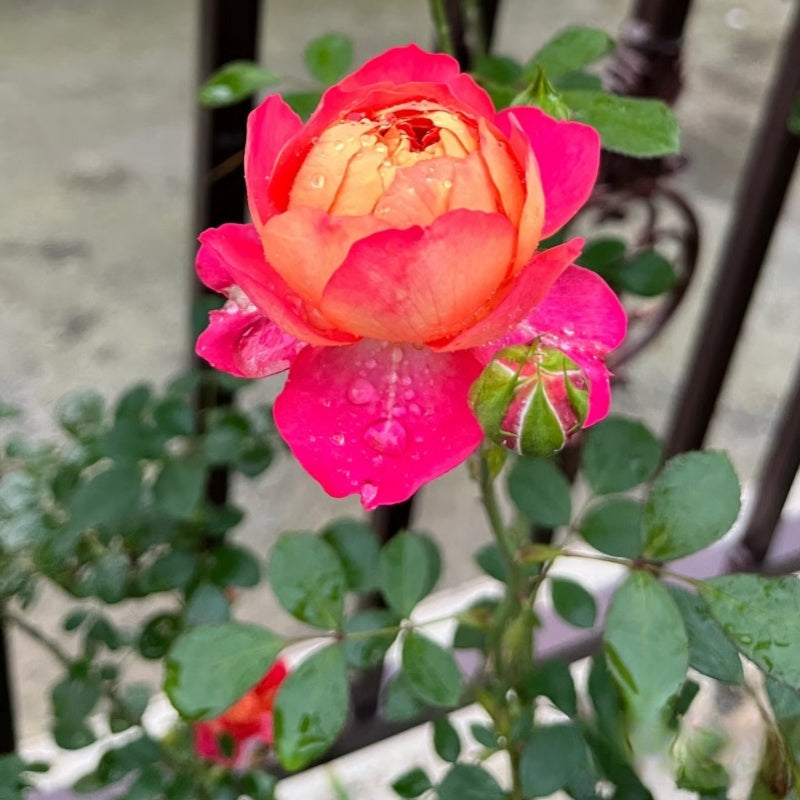 Baby Romantica Cl Rose (also known as Soleil Romantica) 