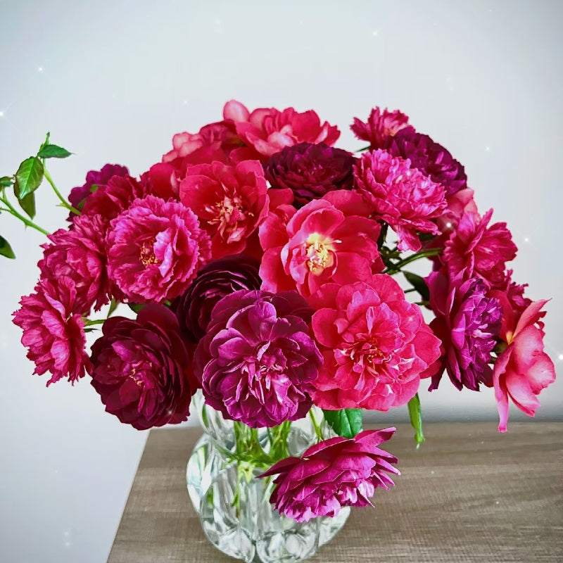 Autumn Rouge Rose