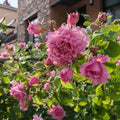 Bienvenue Rose