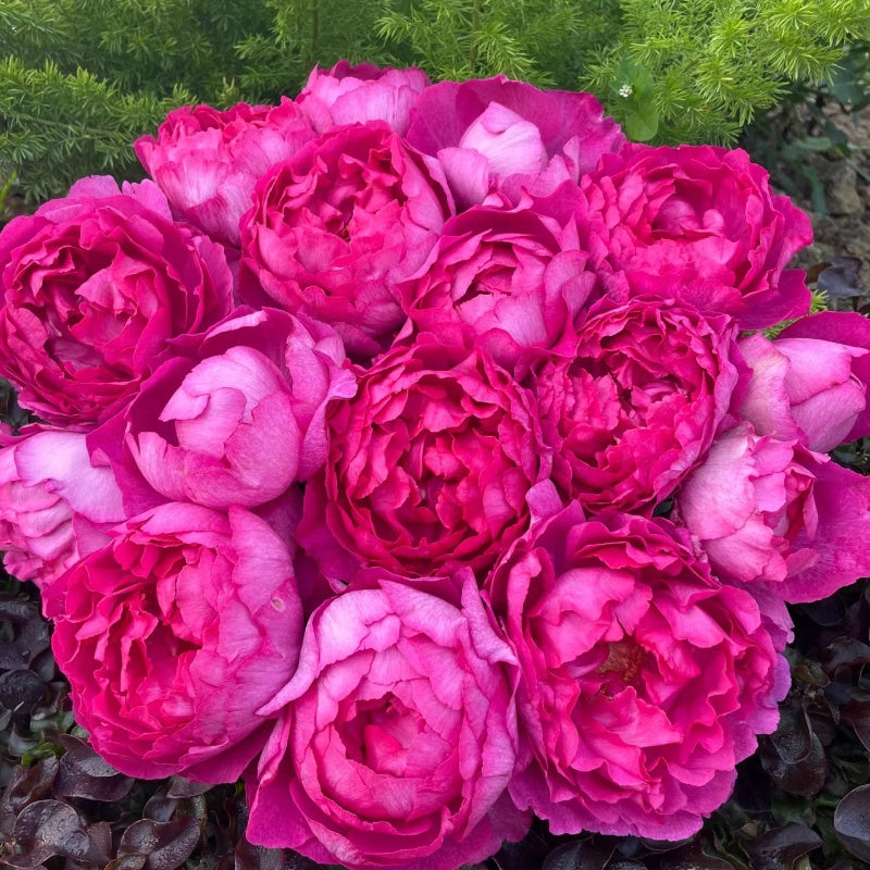 Rouge de Parfum Rose