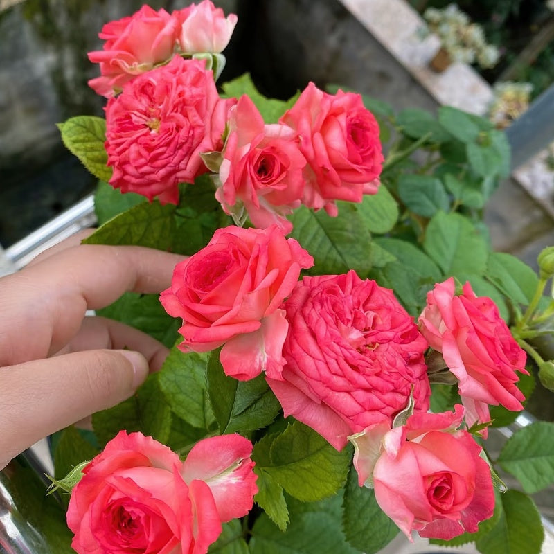 Coral Gemstone Beauty  Rose