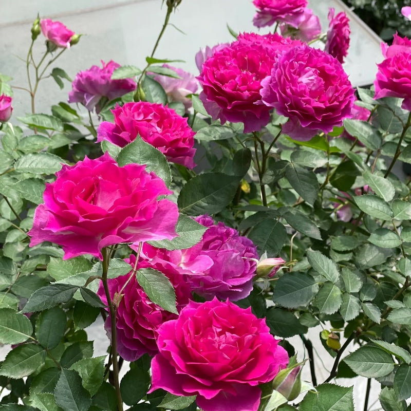 Sheherazade Rose