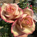 Glad Tidings Rose