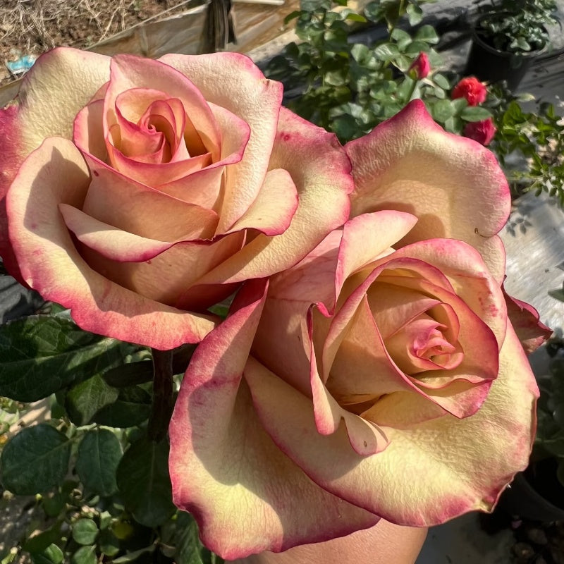 Glad Tidings Rose