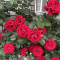 Parkdirektor Riggers Rose