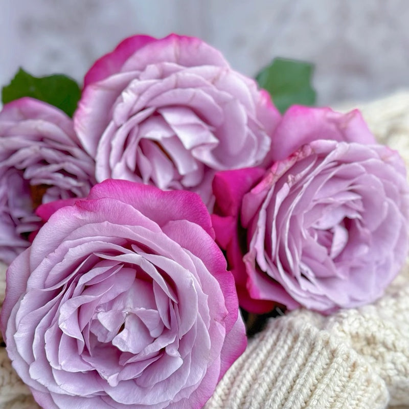 Perfu Purple Rose