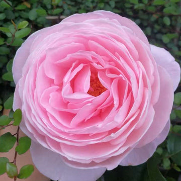 LavenderFlowerCircus Rose