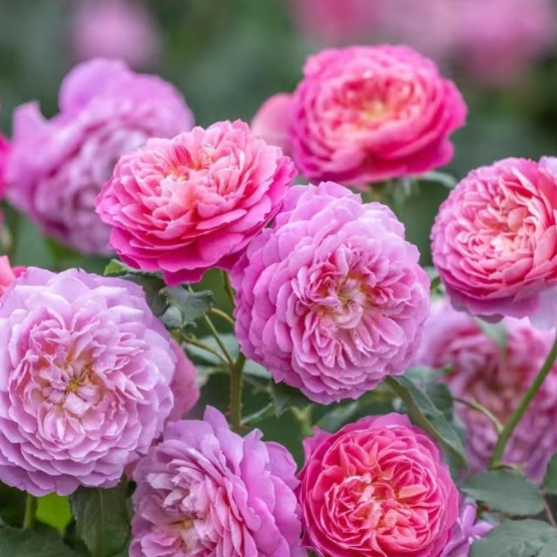 Emma Bridgewater Rose