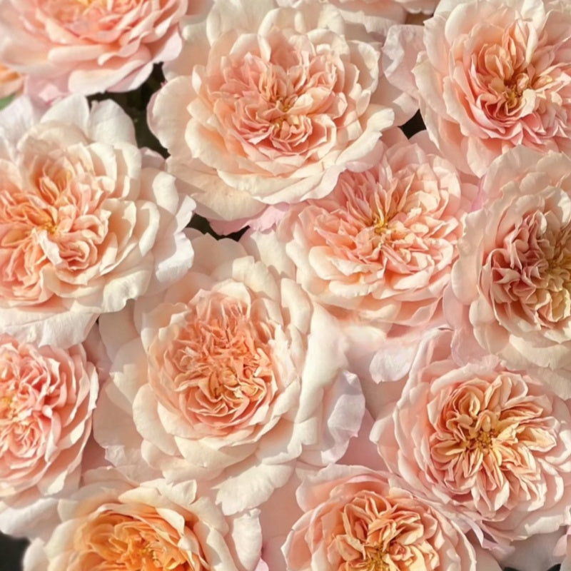 Miyabi Cha Rose