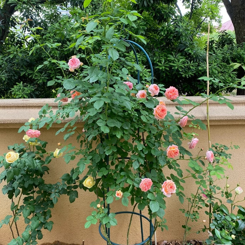 Alchymist Rose