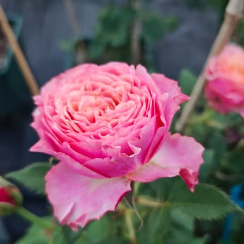Richmond Park Rose
