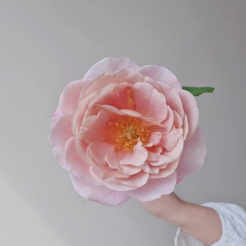 Distant Drums Rose