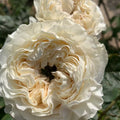 All Four Pure Rose