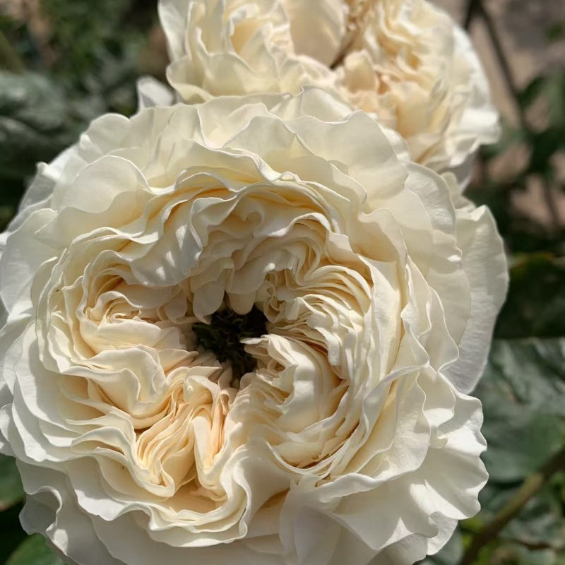 All Four Pure Rose