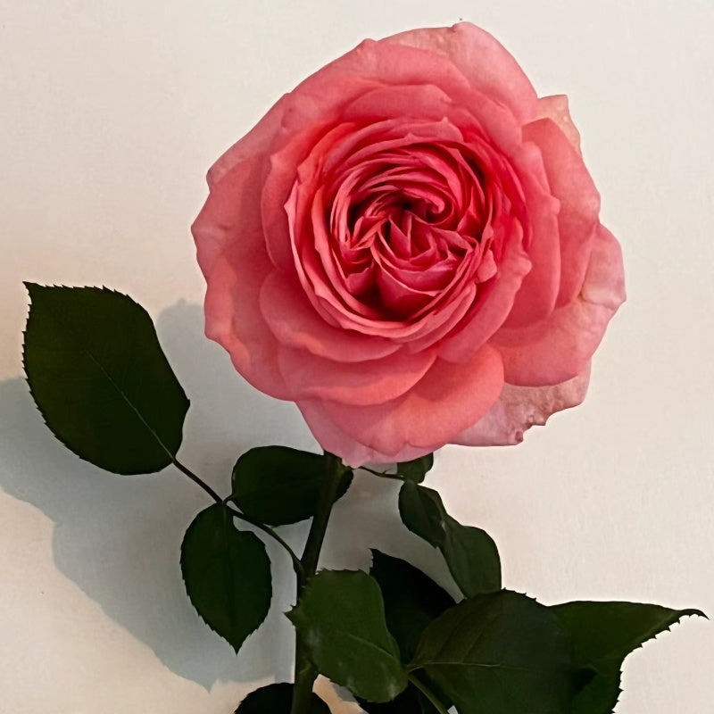 Yves Bridal Rose