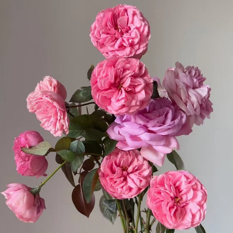 Happy Piano Rose