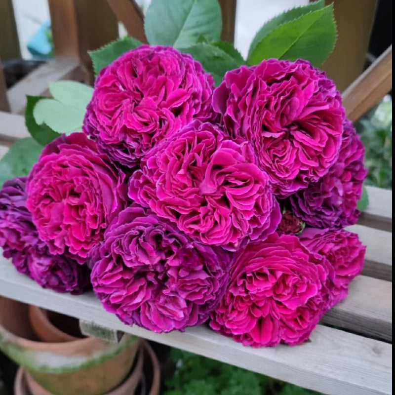 Falstaff Rose