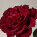 Hearts Rose