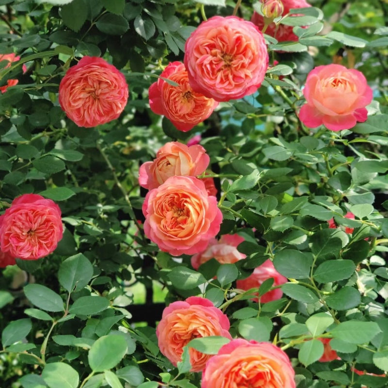 Baby Romantica Rose