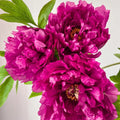 Rouge Pivoine Rose