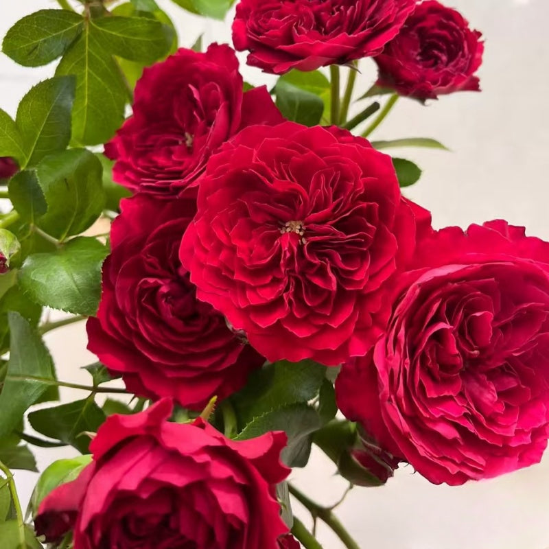 Red Leonardo da Vinci Rose