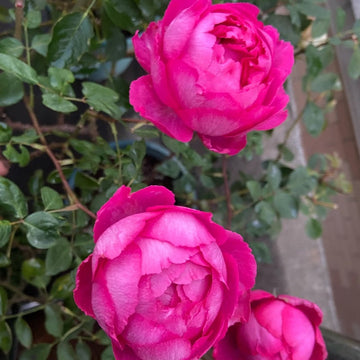 Rouge de Parfum Rose