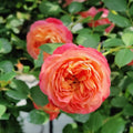 Baby Romantica Rose