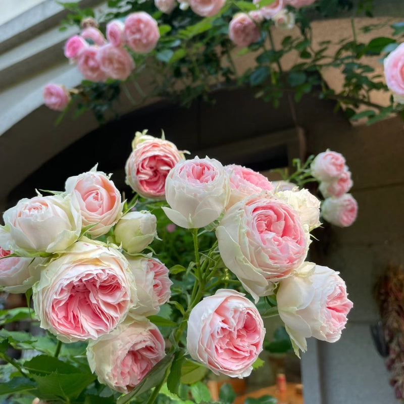 Pompon Veranda Rose