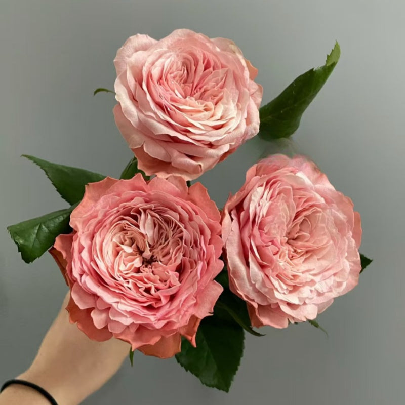 Kahala Rose