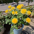 Jeanne d’Arc Rose