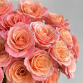 Miss Piggy Rose