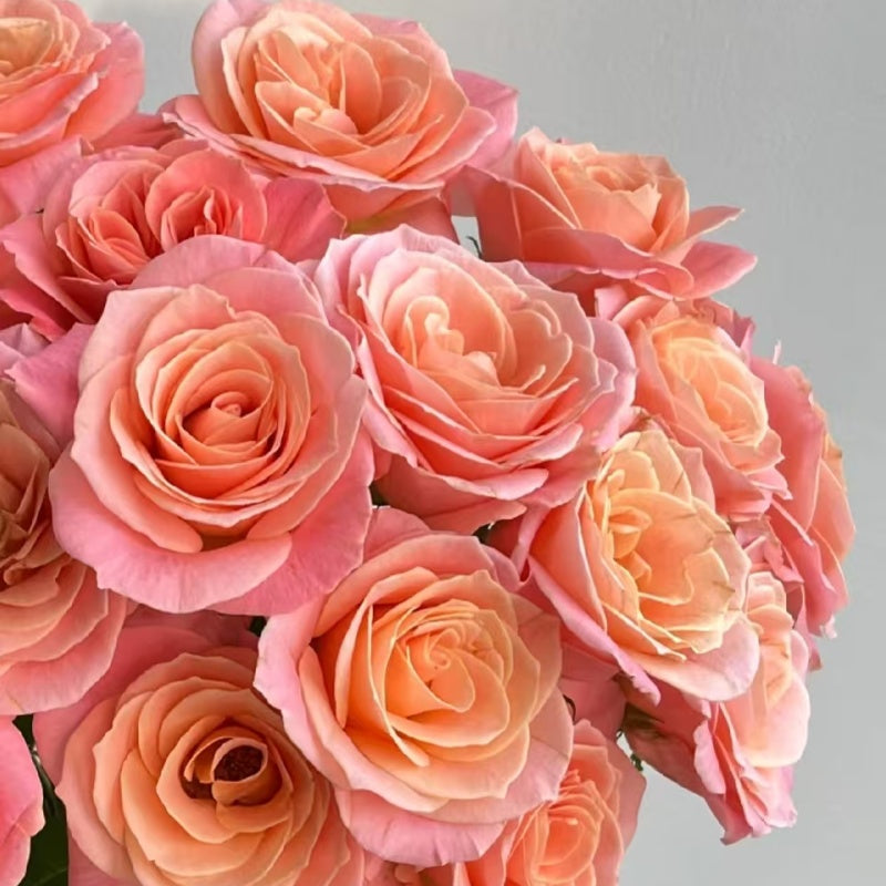 Miss Piggy Rose