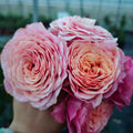 Richmond Park Rose