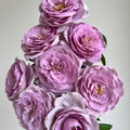 Shinoburedo (also known as Purple Rain) Rose