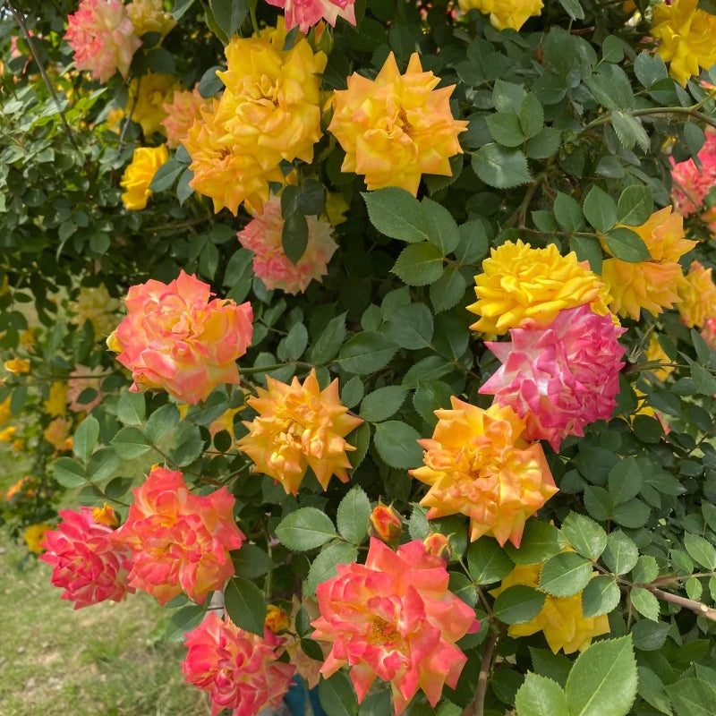 Rainbow’s End, Cl Rose