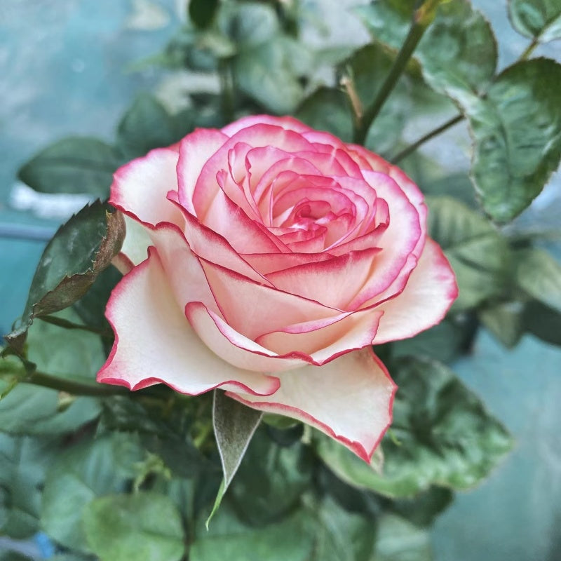 Carousel Rose