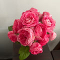 Lady Candle Rose