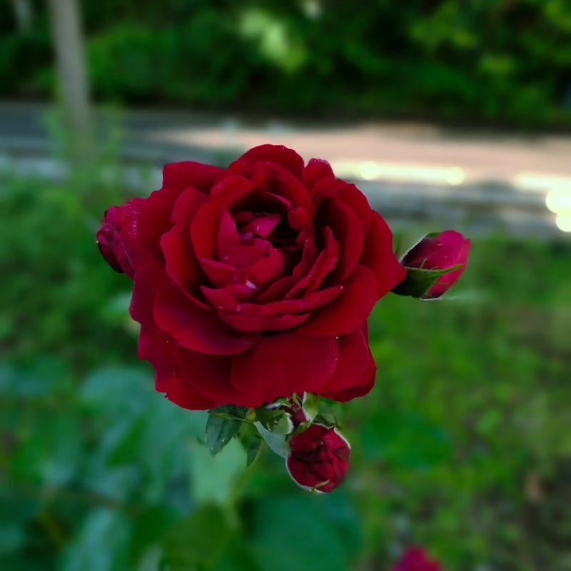 Highgrove Rose