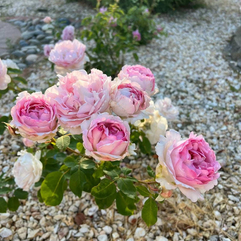 Noble de Parfum Rose