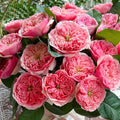 Romeo Rose